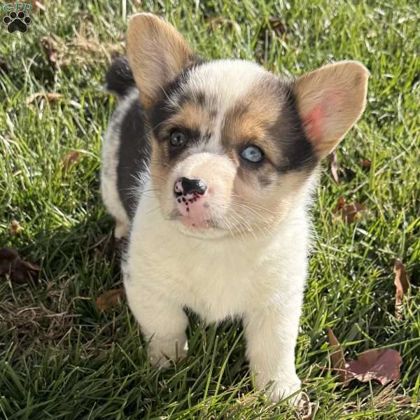 Casey, Pembroke Welsh Corgi Puppy